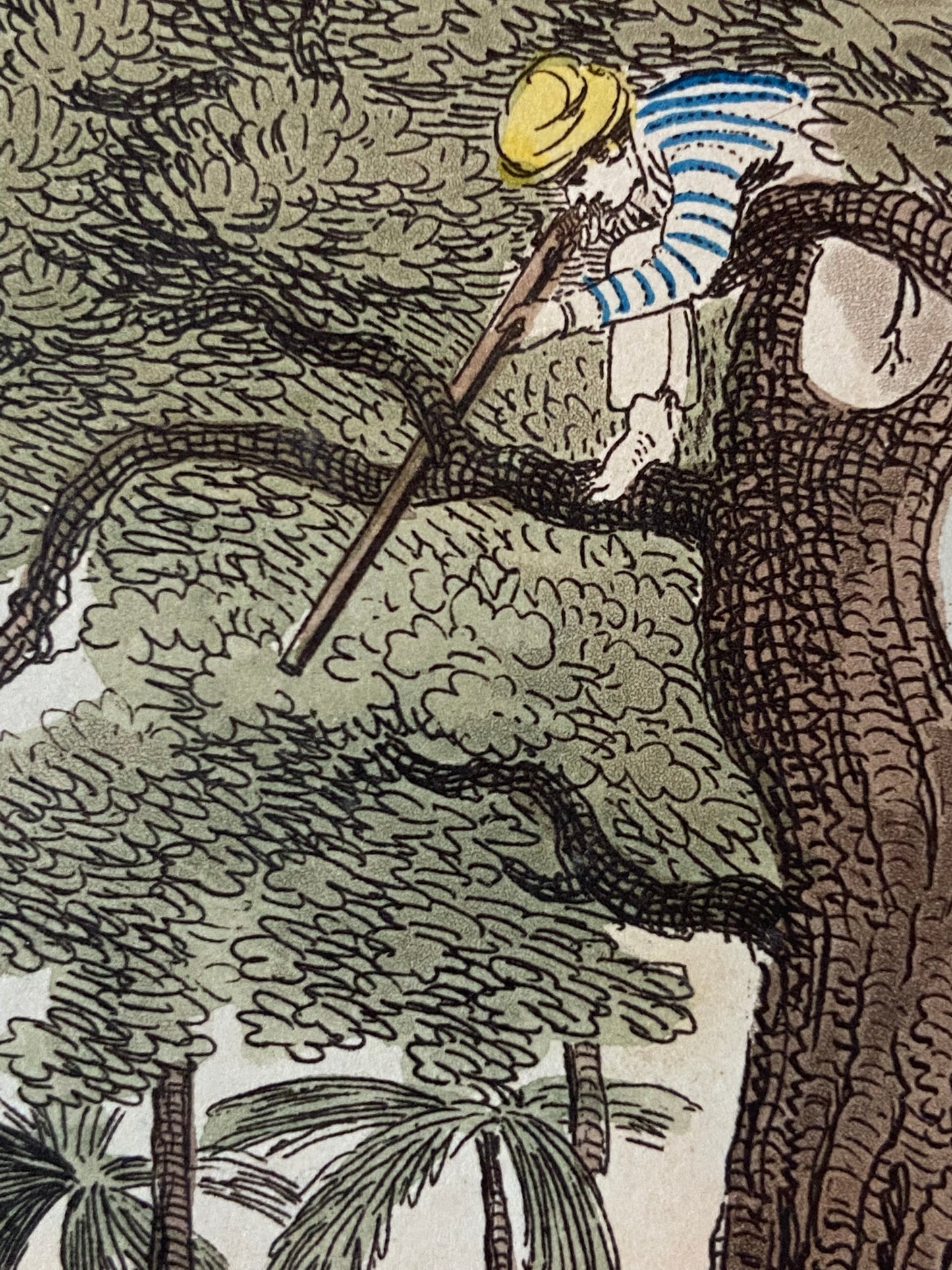 After Thomas Williamson (1758-1817) and Samuel Howett (British, 1765-1822) -Driving a Bear out of Sugar Canes, Hand Coloured Aquatint