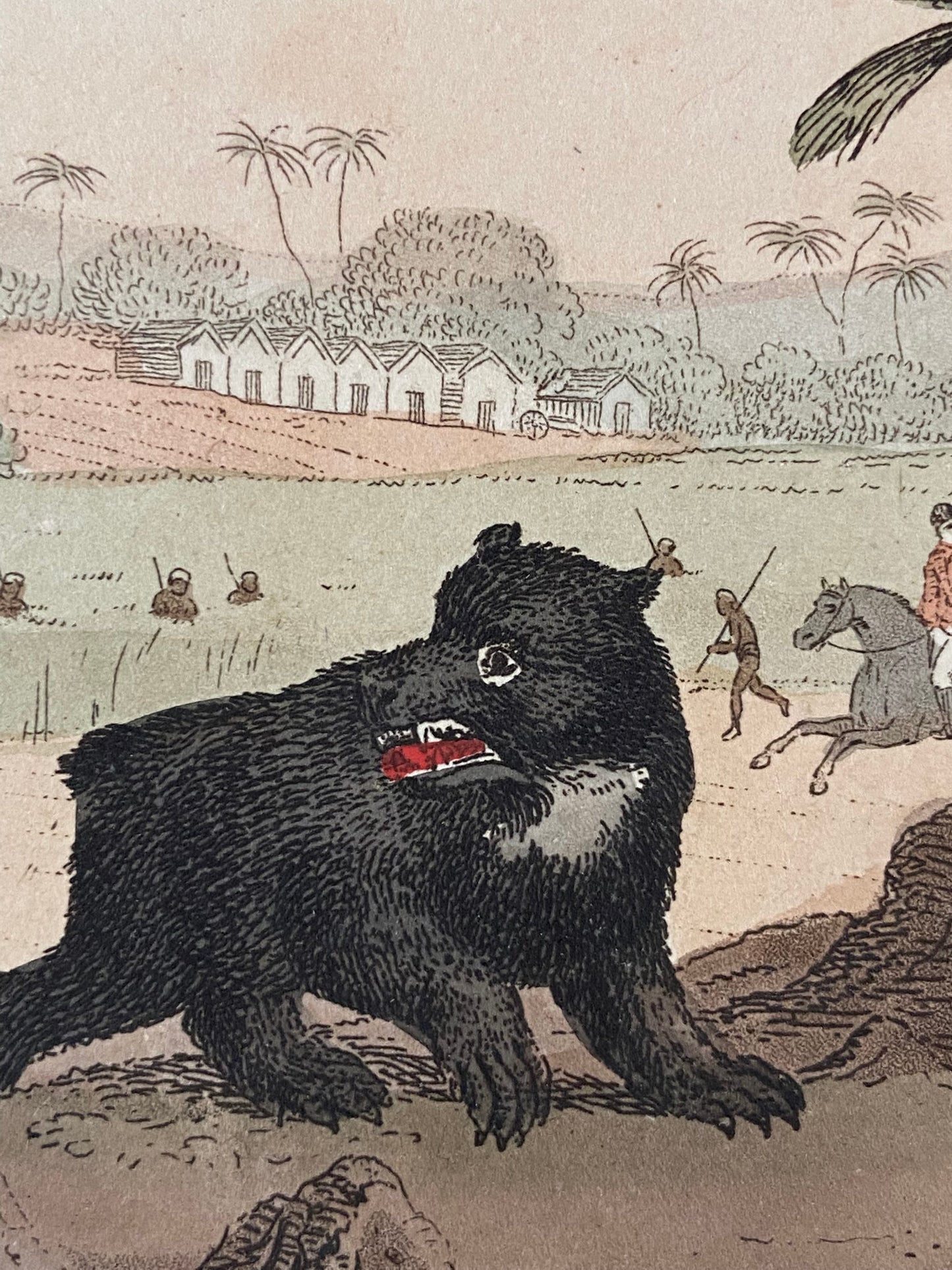 After Thomas Williamson (1758-1817) and Samuel Howett (British, 1765-1822) -Driving a Bear out of Sugar Canes, Hand Coloured Aquatint