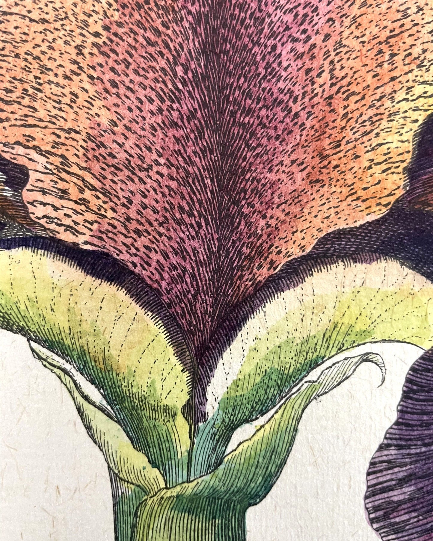 Three Varieties of Rhizomatous Beardless Irises, from Hortus Eystettensis