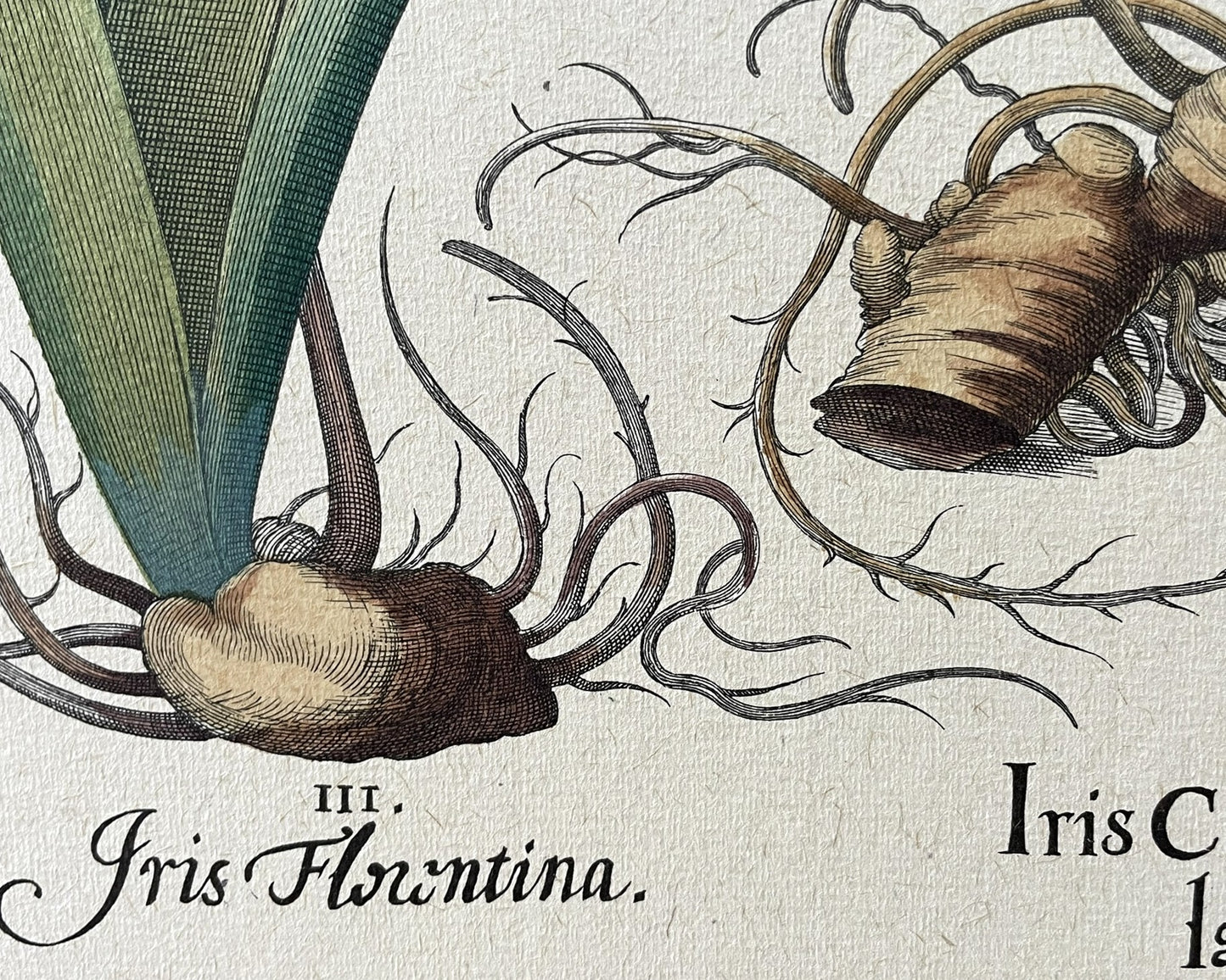 Three Varieties of Rhizomatous Beardless Irises, from Hortus Eystettensis