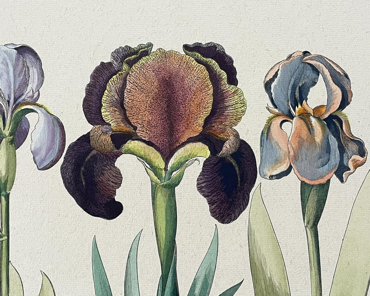 Three Varieties of Rhizomatous Beardless Irises, from Hortus Eystettensis