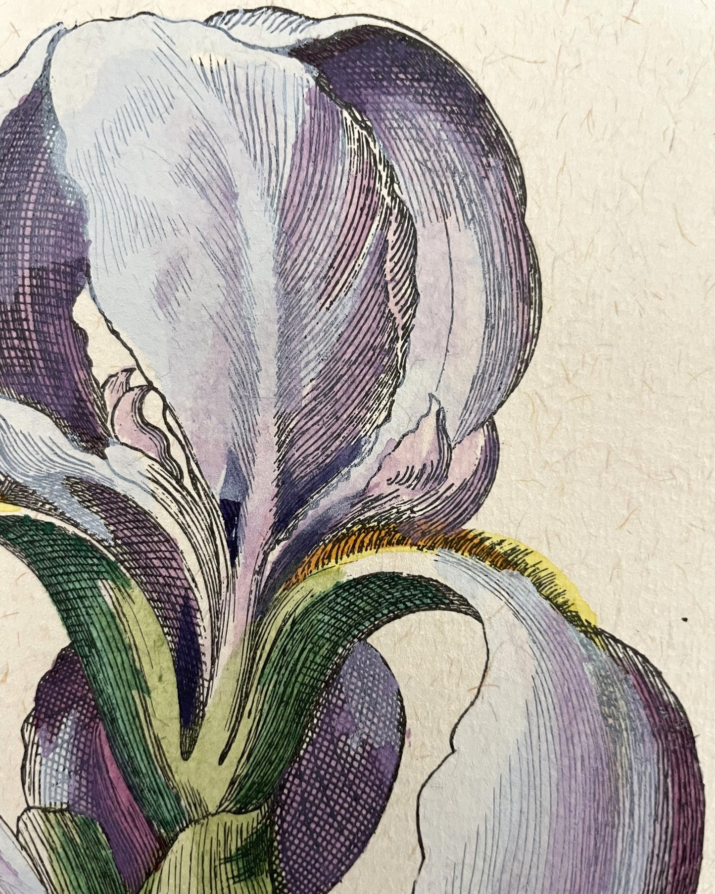 Three Varieties of Rhizomatous Beardless Irises, from Hortus Eystettensis