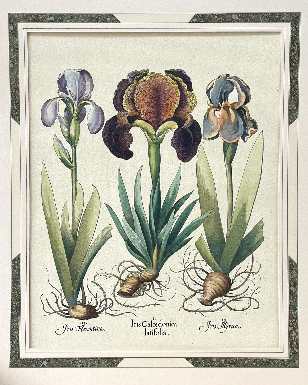 Three Varieties of Rhizomatous Beardless Irises, from Hortus Eystettensis