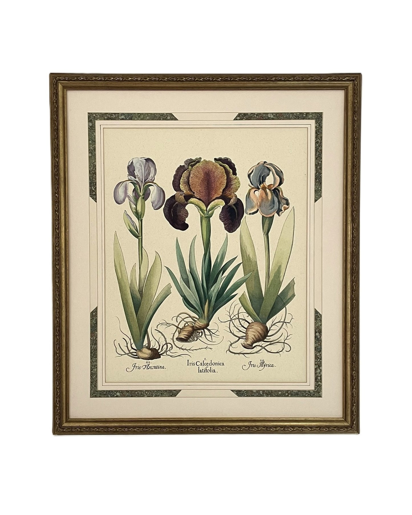 Three Varieties of Rhizomatous Beardless Irises, from Hortus Eystettensis