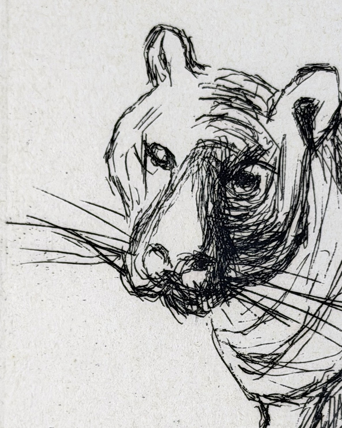 Henry Moore OM CH (1898–1986) Etching 'Tiger' 1982