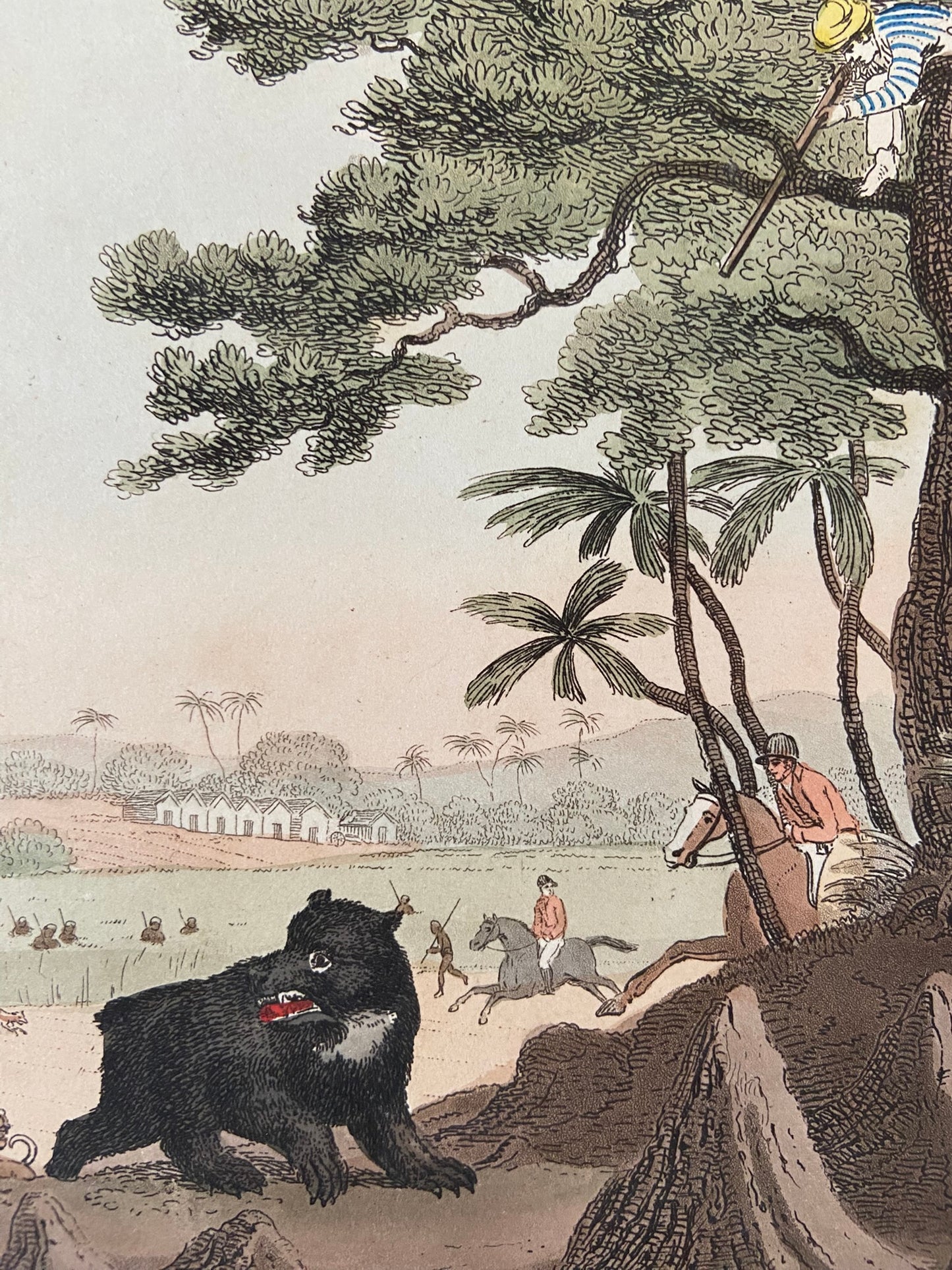 After Thomas Williamson (1758-1817) and Samuel Howett (British, 1765-1822) -Driving a Bear out of Sugar Canes, Hand Coloured Aquatint